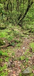 Plants: image 42 Of 208 Thumb